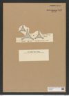 Triceratium arietinum A. Schm. (de-Toni-Nr.: Genus 140, Species 3996) Zeichnungen Sammlung Grunow Nr. 7473 (NHMW-BOT-W0376575)